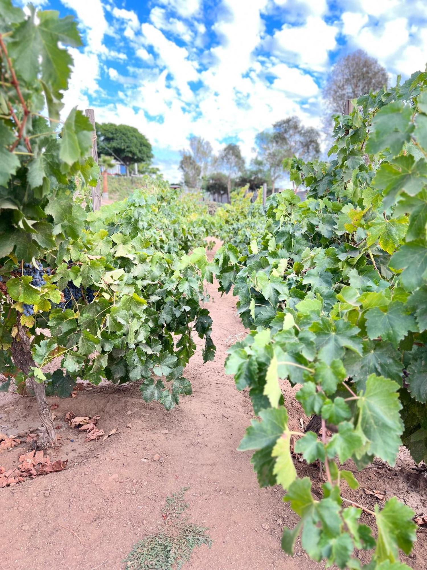 Rancho Matalote En Valle De Guadalupe Zewnętrze zdjęcie
